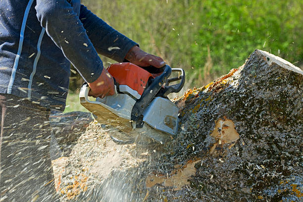 Best Stump Grinding and Removal  in Coalgate, OK